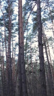 Çam ormanındaki ağaçların dikey videosu, yavaş çekim.