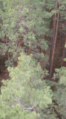 Çam ormanındaki ağaçların dikey videosu, yavaş çekim.