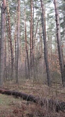 Çam ormanındaki ağaçların dikey videosu, yavaş çekim.