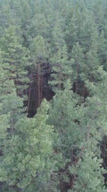 Çam ormanındaki ağaçların dikey videosu, yavaş çekim.