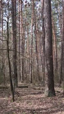 Çam ormanındaki ağaçların dikey videosu, yavaş çekim.