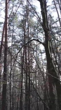 Çam ormanındaki ağaçların dikey videosu, yavaş çekim.