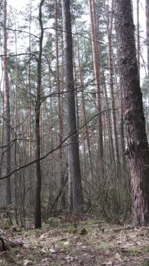 Çam ormanındaki ağaçların dikey videosu, yavaş çekim.