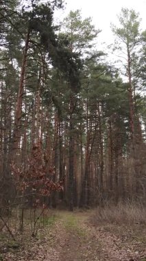 Çam ormanındaki ağaçların dikey videosu, yavaş çekim.