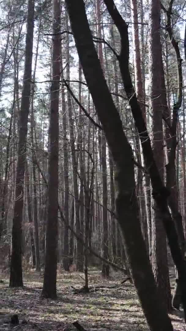 Vertical video of trees in a pine forest, slow motion — Stock Video