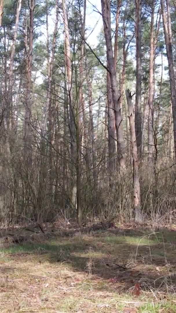 Függőleges videó fákról egy fenyőerdőben, lassított felvétel — Stock videók