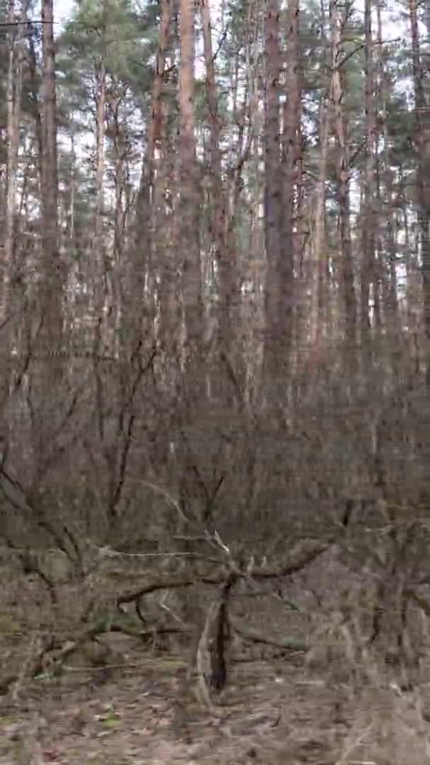 Pionowe wideo drzew w lesie sosnowym, zwolnione tempo — Wideo stockowe