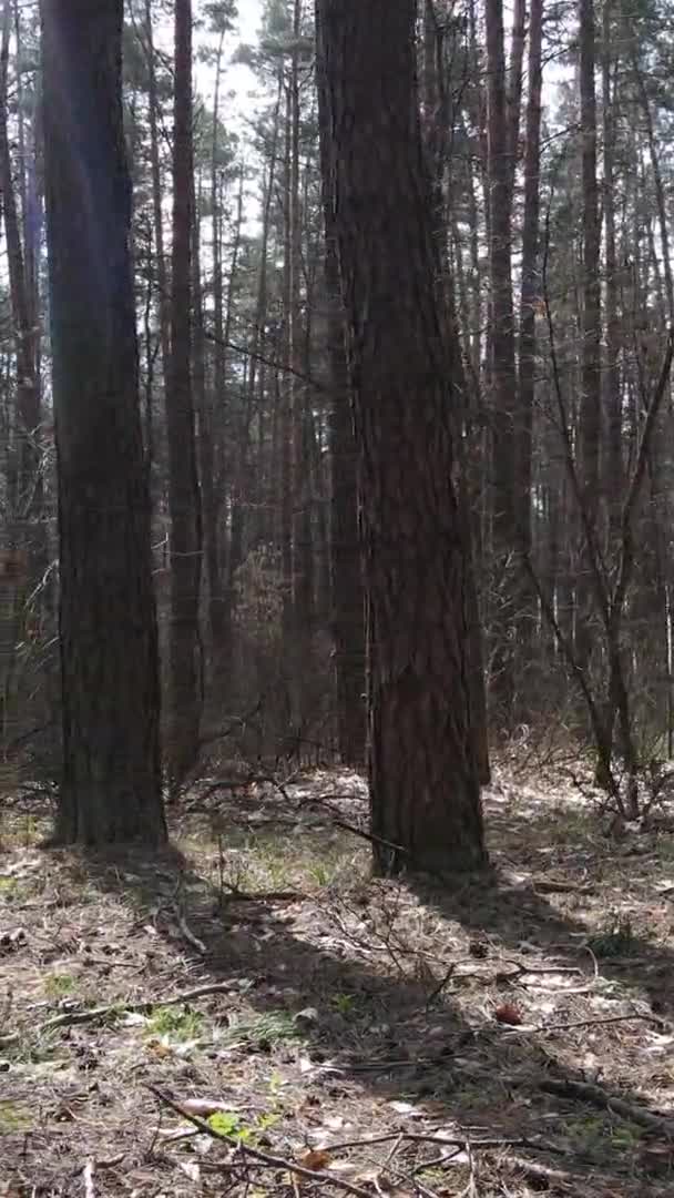 Vidéo verticale d'arbres dans une pinède, au ralenti