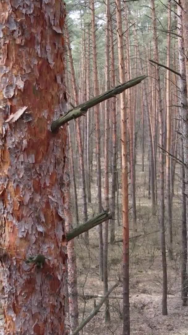 Verticale video van bomen in een dennenbos, slow motion — Stockvideo