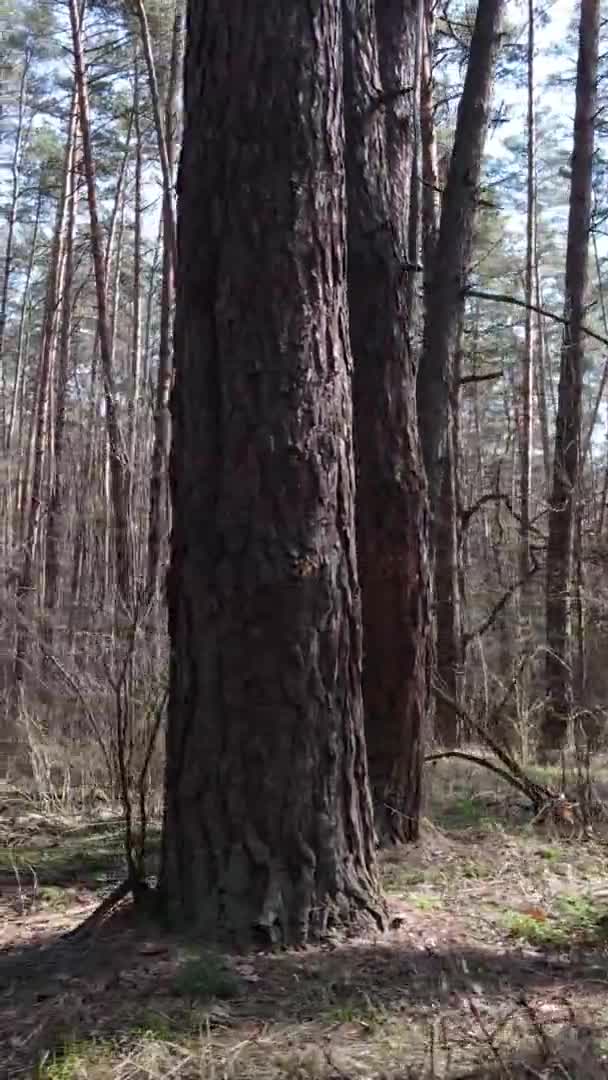 Verticale video van bomen in een dennenbos, slow motion — Stockvideo