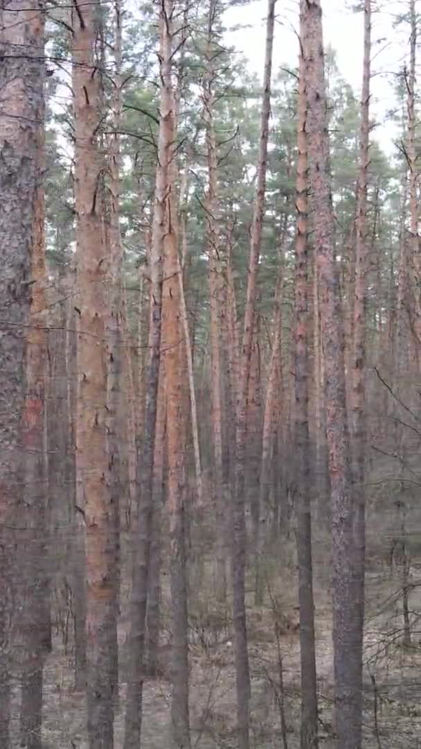 Çam ormanındaki ağaçların dikey videosu, yavaş çekim. — Stok video