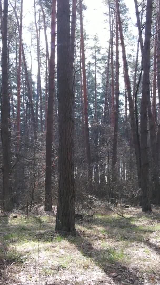 Vídeo vertical de árboles en un bosque de pinos, cámara lenta — Vídeo de stock