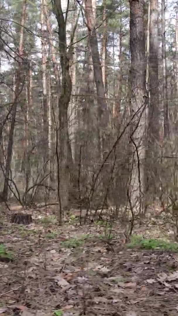 Vidéo verticale d'arbres dans une pinède, au ralenti