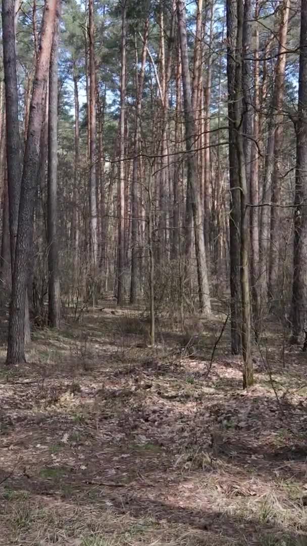 소나무 숲 속 의나무들의 수직 영상, 느린 동작 — 비디오