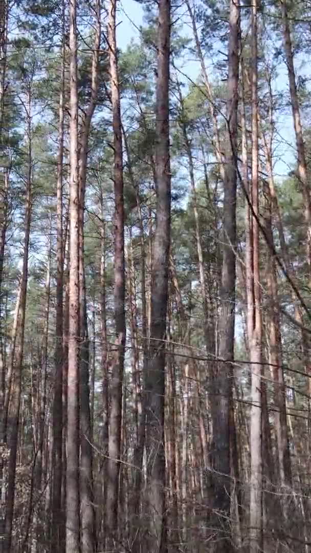 Video verticale di alberi in una pineta, rallentatore — Video Stock