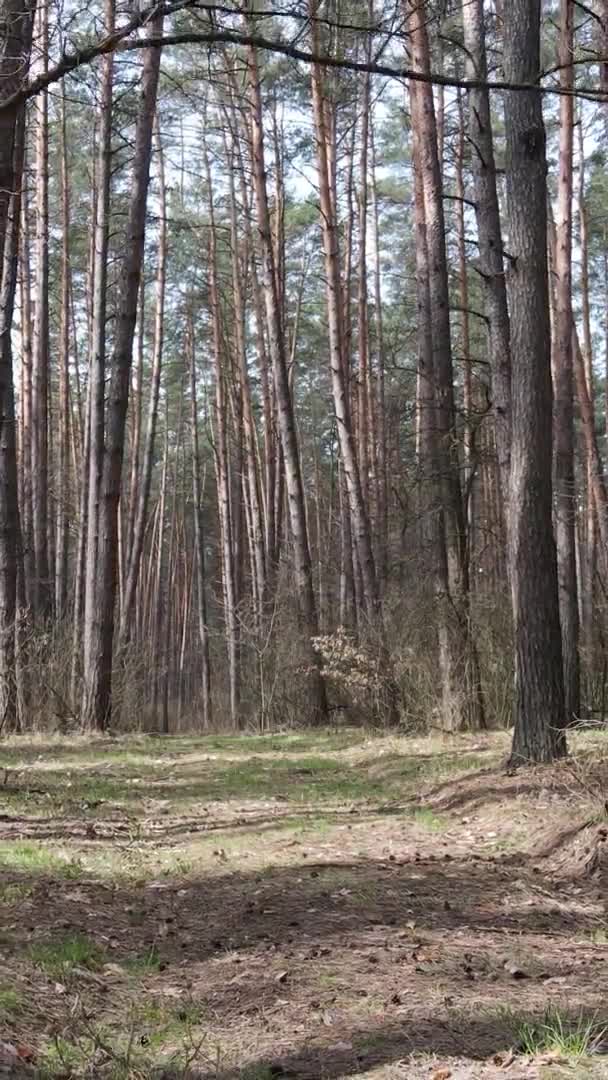Vidéo verticale d'arbres dans une pinède, au ralenti