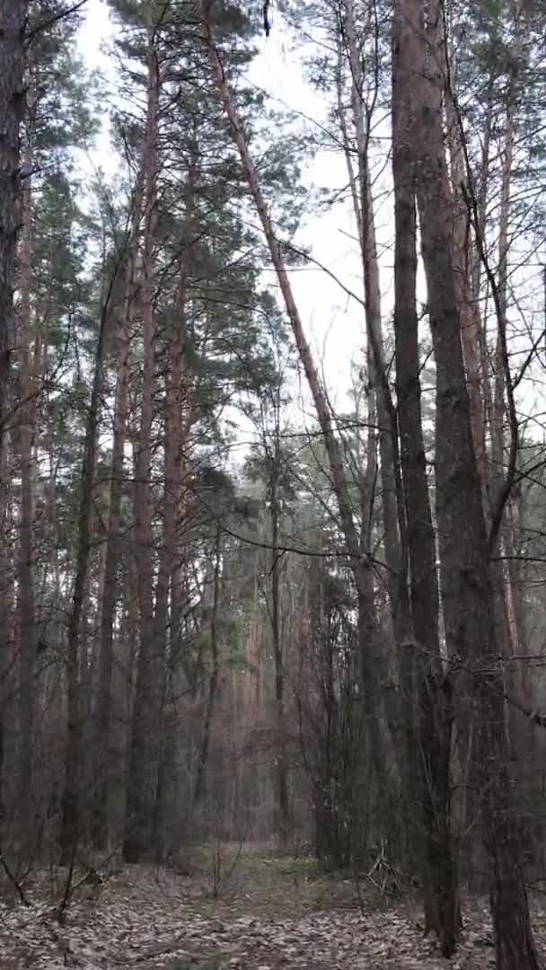 Vidéo verticale d'arbres dans une pinède, au ralenti
