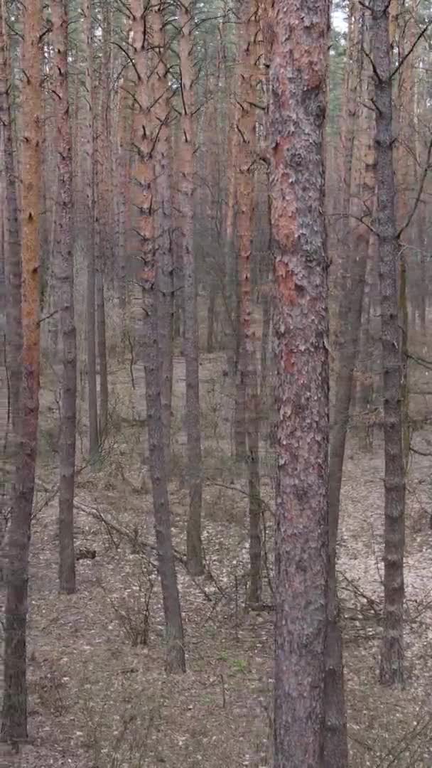 Vídeo vertical de árvores em uma floresta de pinheiros, câmera lenta — Vídeo de Stock