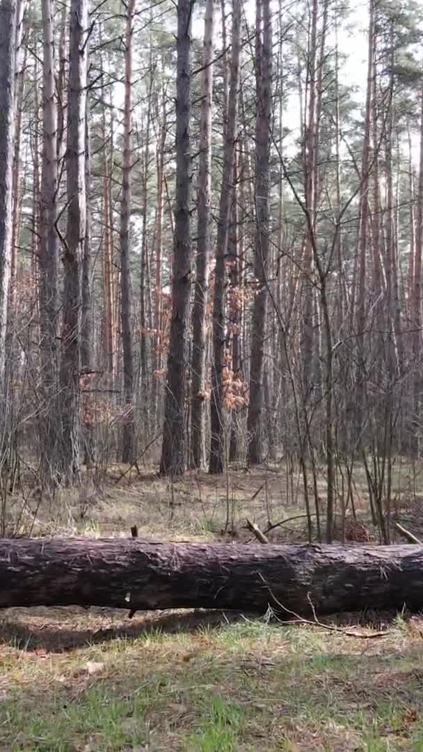 Verticale video van bomen in een dennenbos, slow motion — Stockvideo