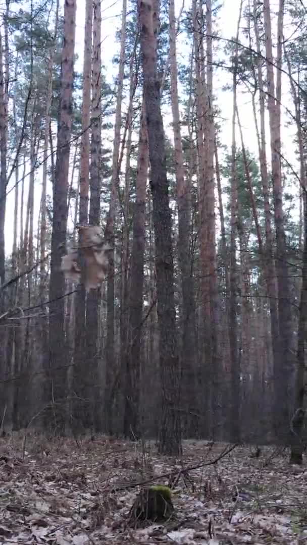 Vidéo verticale d'arbres dans une pinède, au ralenti