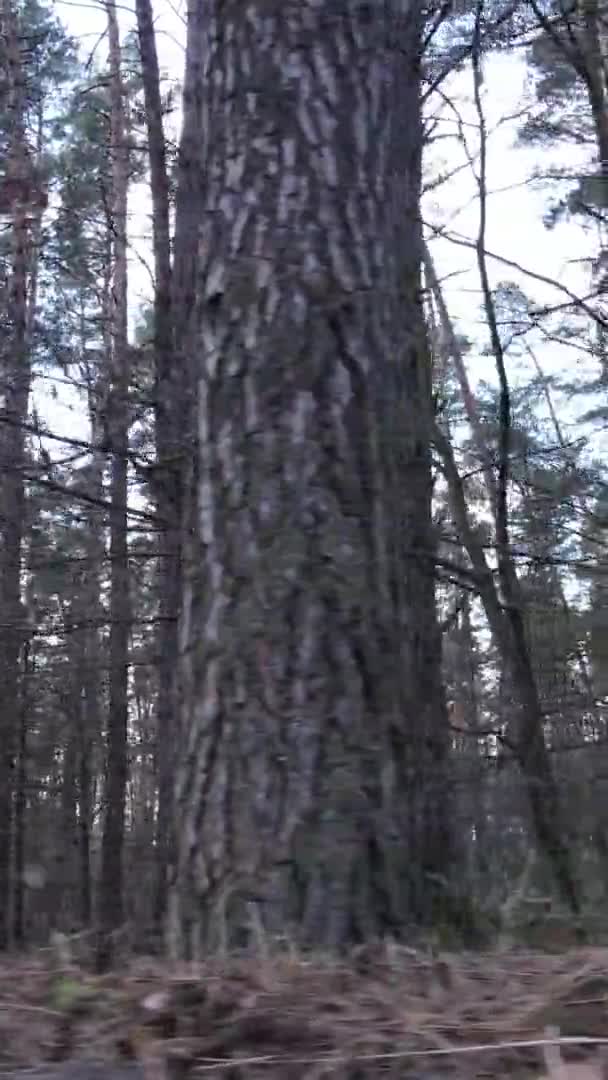 Vidéo verticale d'arbres dans une pinède, au ralenti