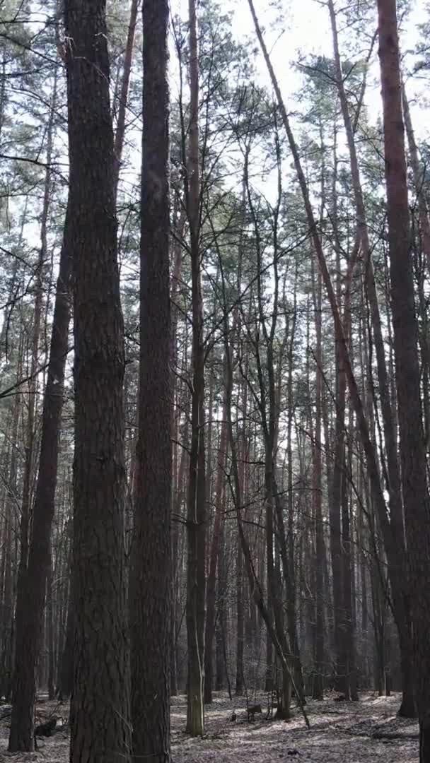 Vídeo vertical de árvores em uma floresta de pinheiros, câmera lenta — Vídeo de Stock