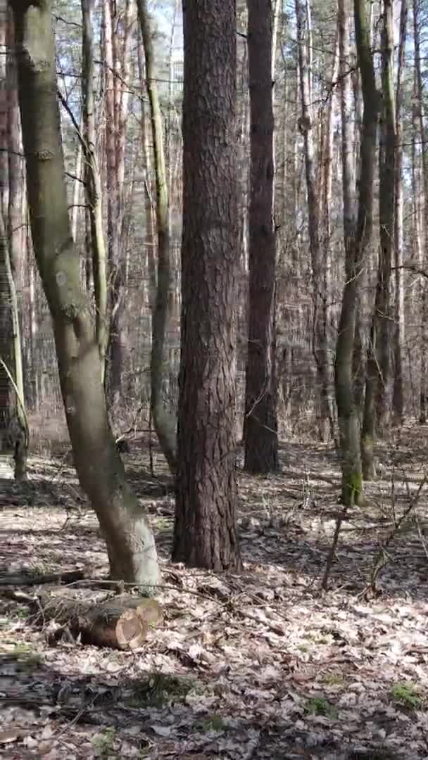 Вертикальне відео дерев у сосновому лісі, повільний рух — стокове відео