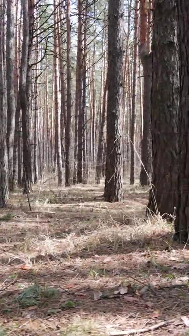 Verticale video van bomen in een dennenbos, slow motion — Stockvideo