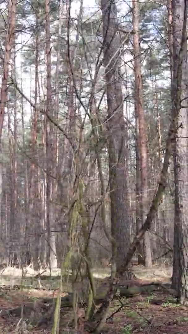 Függőleges videó fákról egy fenyőerdőben, lassított felvétel — Stock videók