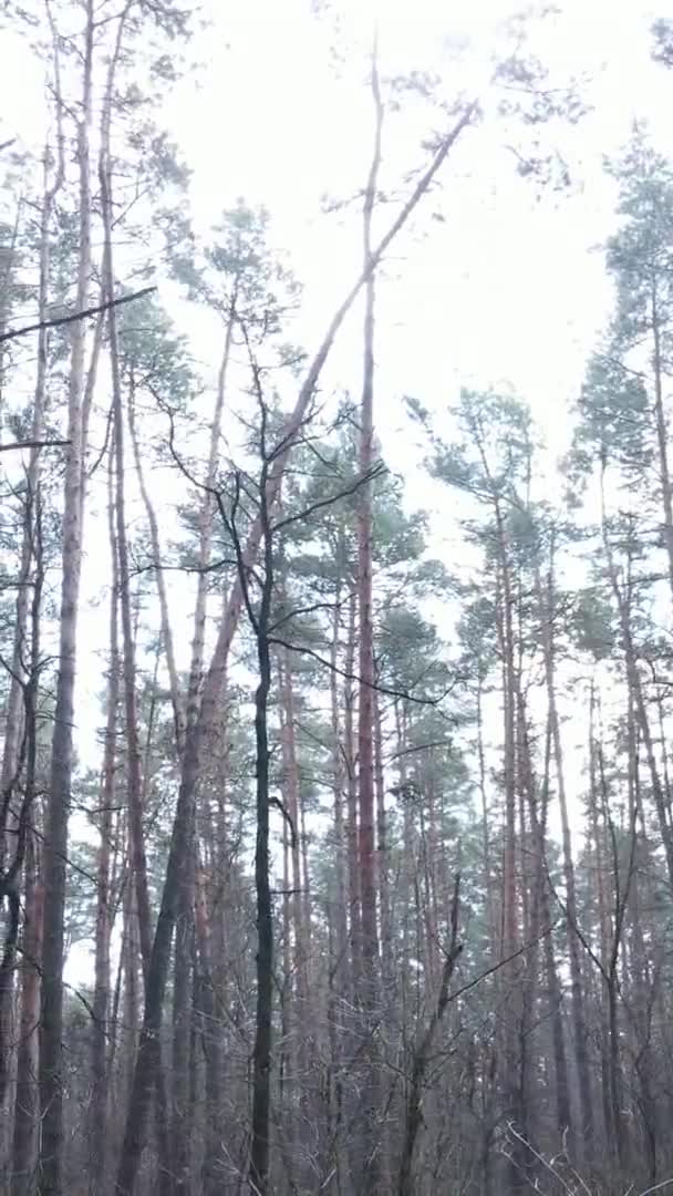 Vertikales Video von Bäumen in einem Kiefernwald, Zeitlupe — Stockvideo