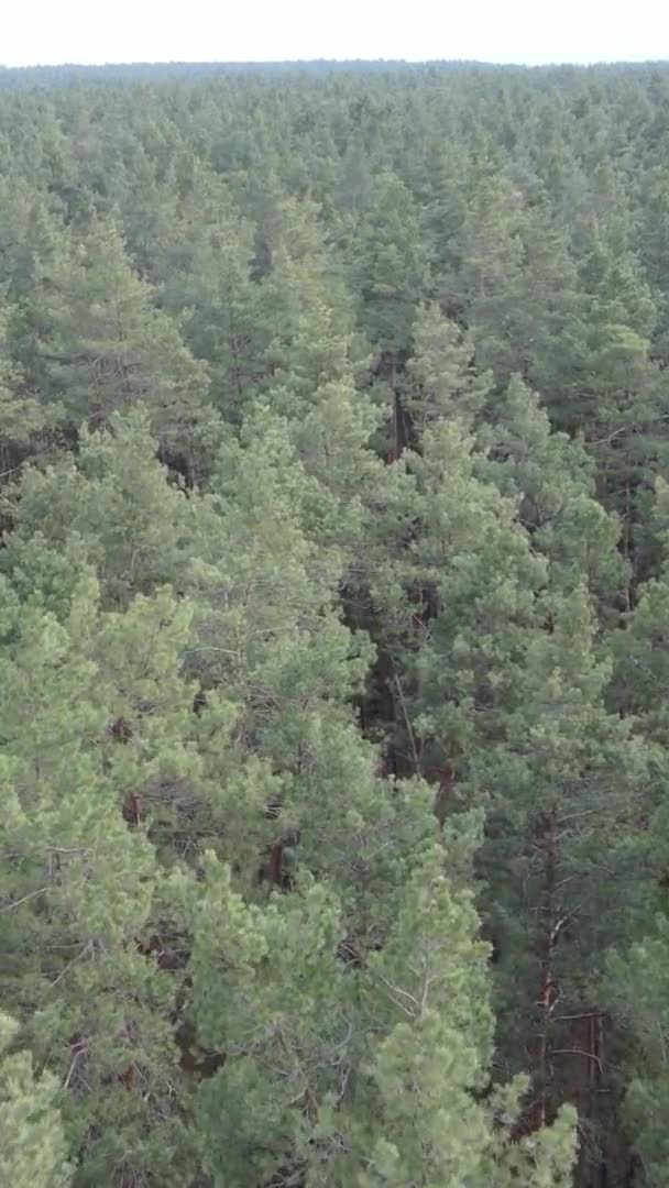 Vertikales Video von Bäumen in einem Kiefernwald, Zeitlupe — Stockvideo