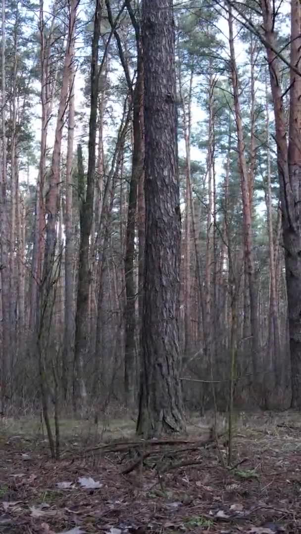 Vidéo verticale d'arbres dans une pinède, au ralenti — Video