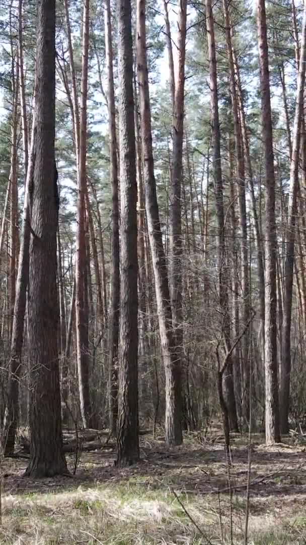 Κατακόρυφο βίντεο από δέντρα σε πευκοδάσος, αργή κίνηση — Αρχείο Βίντεο