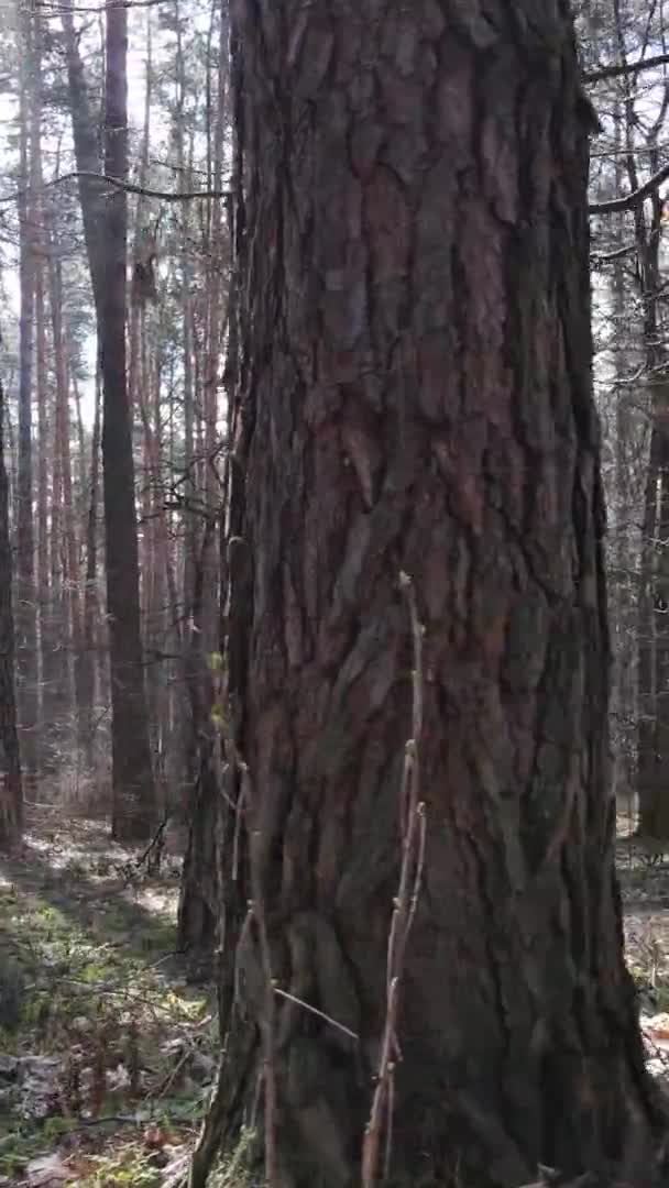 Vidéo verticale d'arbres dans une pinède, au ralenti