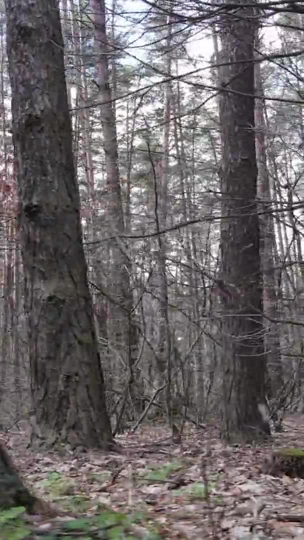 Vidéo verticale d'arbres dans une pinède, au ralenti