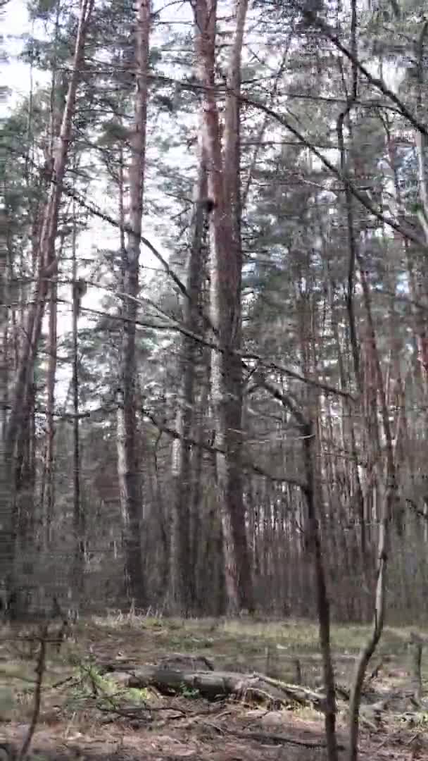 Vertikales Video von Bäumen in einem Kiefernwald, Zeitlupe — Stockvideo