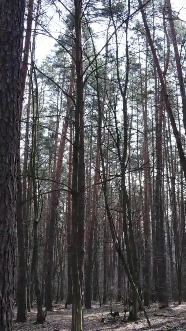 Video vertikal pohon di hutan pinus, gerakan lambat — Stok Video