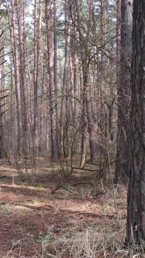 Verticale video van bomen in een dennenbos, slow motion — Stockvideo