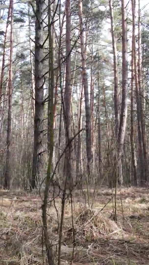 Függőleges videó fákról egy fenyőerdőben, lassított felvétel — Stock videók