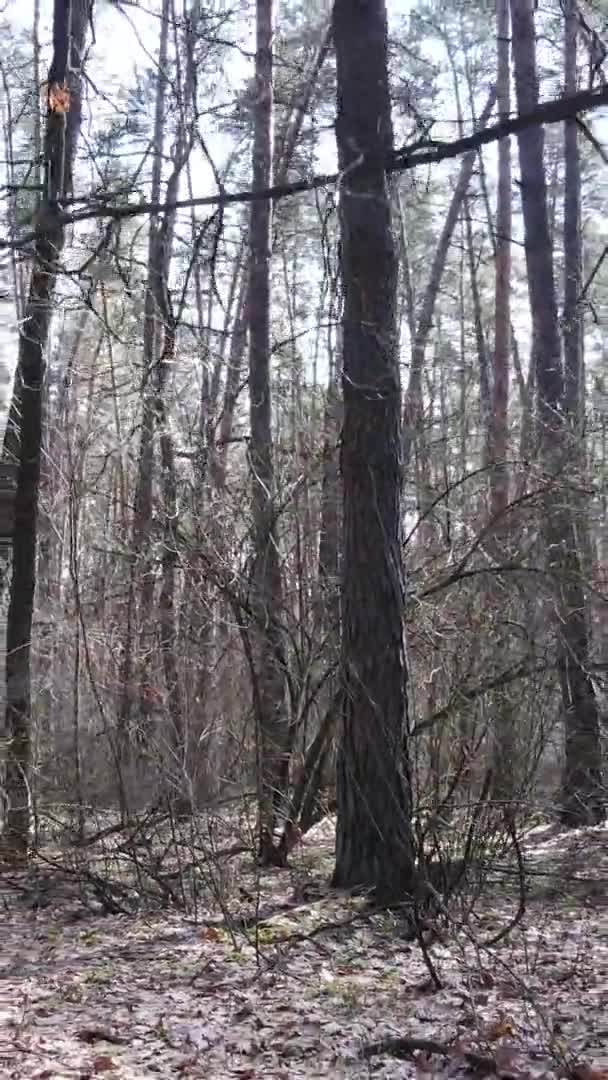 Vertikal video av träd i tallskog, slow motion — Stockvideo