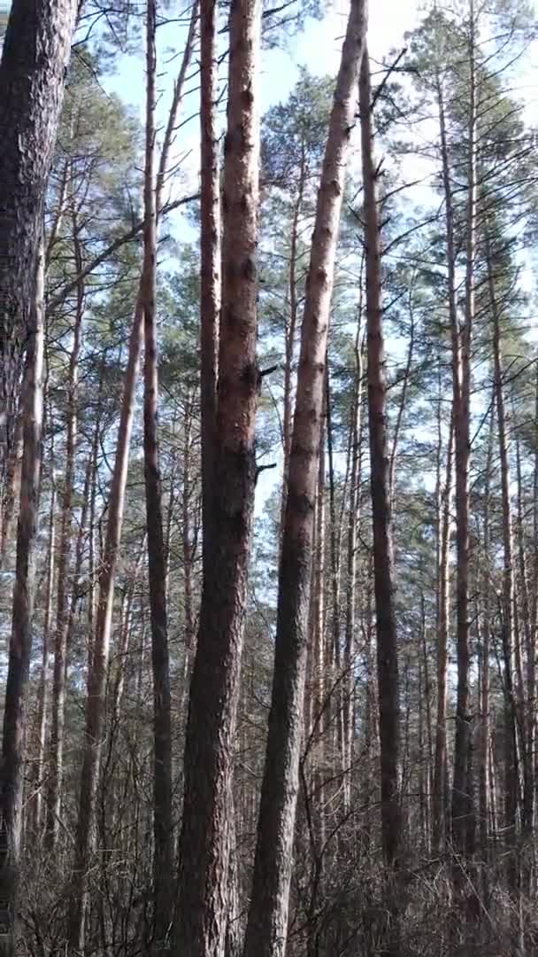 Video verticale di alberi in una pineta, rallentatore — Video Stock