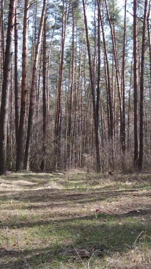 Vertikales Video von Bäumen in einem Kiefernwald, Zeitlupe — Stockvideo