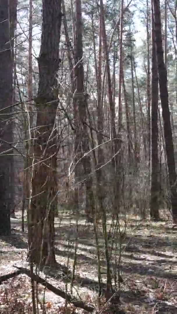 Vertikales Video von Bäumen in einem Kiefernwald, Zeitlupe — Stockvideo