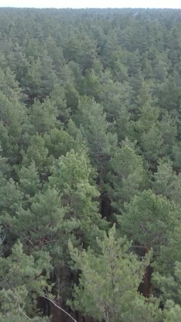 Vídeo vertical de árvores em uma floresta de pinheiros, câmera lenta — Vídeo de Stock