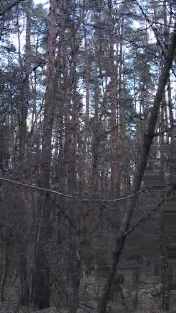 Vidéo verticale d'arbres dans une pinède, au ralenti
