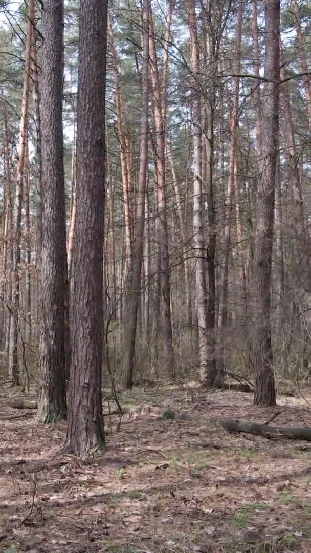 Вертикальне відео дерев у сосновому лісі, повільний рух — стокове відео