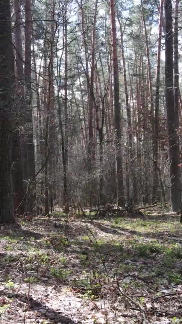 Vertikales Video von Bäumen in einem Kiefernwald, Zeitlupe — Stockvideo