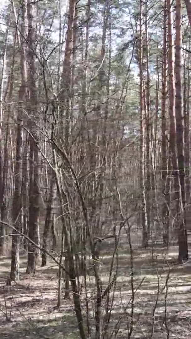 Vidéo verticale d'arbres dans une pinède, au ralenti
