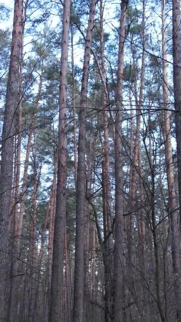 Vertikales Video von Bäumen in einem Kiefernwald, Zeitlupe — Stockvideo