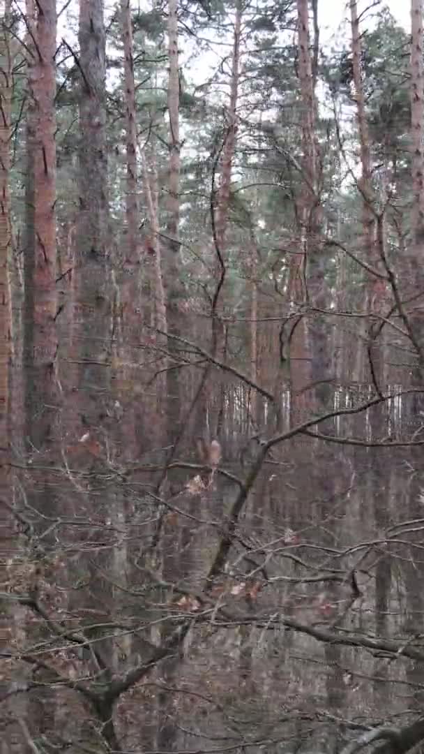 Függőleges videó fákról egy fenyőerdőben, lassított felvétel — Stock videók